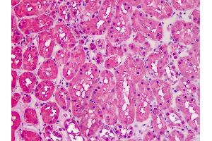 Anti-GAPDH antibody IHC staining of human kidney. (GAPDH anticorps  (AA 279-290))
