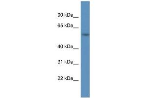 WB Suggested Anti-A1BG Antibody Titration: 1. (A1BG anticorps  (C-Term))