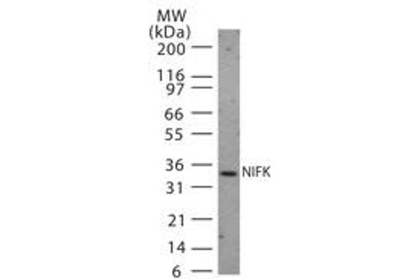 NIFK anticorps  (AA 144-160)