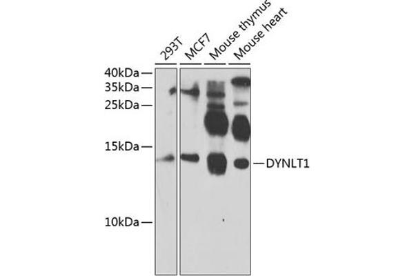 DYNLT1 anticorps  (AA 1-113)