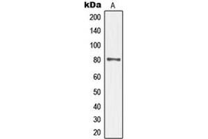 Western blot analysis of TAU (pS235) expression in mouse brain (A) whole cell lysates. (tau anticorps  (C-Term, pSer235))