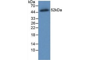 Western Blot; Sample: Recombinant FPN, Human. (SLC40A1 anticorps  (AA 127-321))