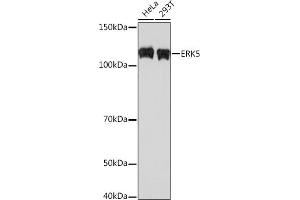 Western blot analysis of extracts of various cell lines, using ERK5 Rabbit mAb (ABIN1680723, ABIN3018327, ABIN3018328 and ABIN7101595) at 1:500 dilution. (MAPK7 anticorps)