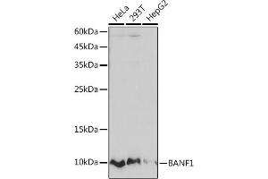 Western blot analysis of extracts of various cell lines, using B Rabbit mAb (ABIN7265826) at 1:1000 dilution. (BANF1 anticorps)