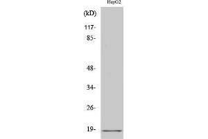 Western Blot analysis of HuvEc cells using Calmodulin Polyclonal Antibody diluted at 1:2000. (Calmodulin 1 anticorps)