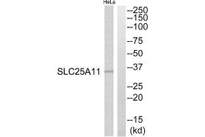Western blot analysis of extracts from HeLa cells, using SLC25A11 antibody. (SLC25A11 anticorps  (Internal Region))