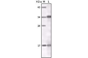 Image no. 1 for anti-Interferon gamma (IFNG) antibody (ABIN466769) (Interferon gamma anticorps)