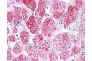 BACE1 antibody was used for immunohistochemistry at a concentration of 4-8 ug/ml. (BACE1 anticorps  (N-Term))