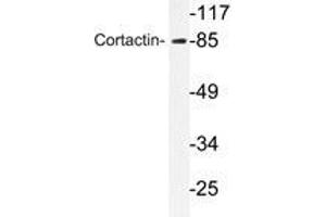 Western blot analyzes of Cortactin antibody in extracts from HeLa cells. (Cortactin anticorps)