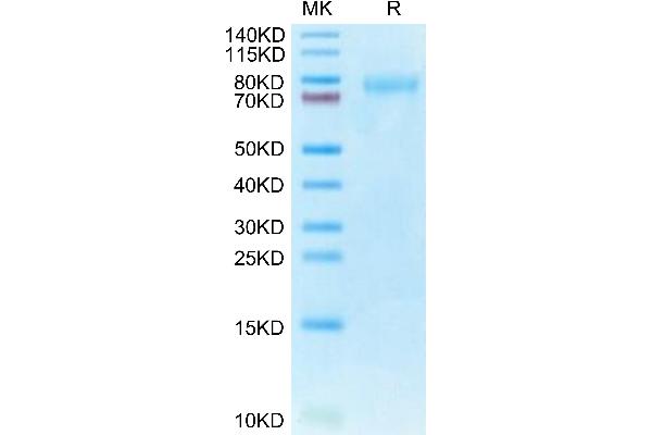 CLEC14A Protein (AA 22-397) (His tag)