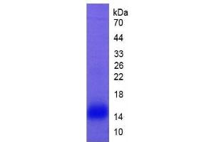 SDS-PAGE (SDS) image for Lactotransferrin (LTF) ELISA Kit (ABIN6574205)