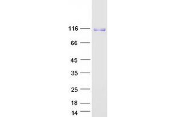 GRIK2 Protein (Transcript Variant 1) (Myc-DYKDDDDK Tag)