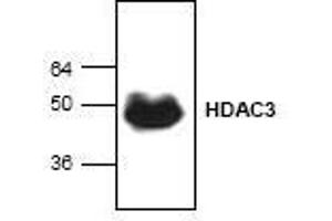 Image no. 1 for anti-Histone Deacetylase 3 (HDAC3) (C-Term) antibody (ABIN127236) (HDAC3 anticorps  (C-Term))