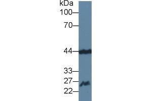 Detection of FGF15 in Mouse Cerebrum lysate using Polyclonal Antibody to Fibroblast Growth Factor 15 (FGF15) (FGF15 anticorps  (AA 25-218))