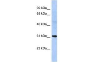 Western Blotting (WB) image for anti-NP antibody (ABIN2463918) (NP anticorps)