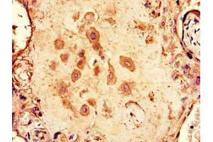 Immunohistochemistry of paraffin-embedded human placenta tissue using ABIN7146624 at dilution of 1:100 (ARPP19 anticorps  (AA 2-105))