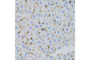 Immunohistochemistry of paraffin-embedded mouse liver using MSN antibody. (Moesin anticorps)
