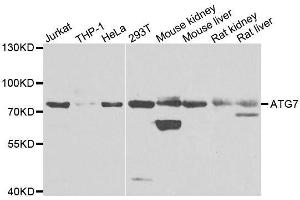 Western blot analysis of extracts of various cell lines, using ATG7 antibody. (ATG7 anticorps  (AA 500-676))
