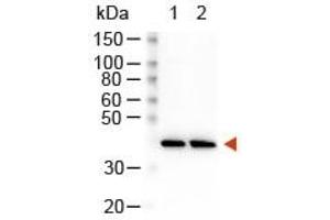 Western Blot of Peroxidase Conjugated Goat Anti-Rabbit Antibody. (Chèvre anti-Lapin IgG (Heavy & Light Chain) Anticorps (HRP))