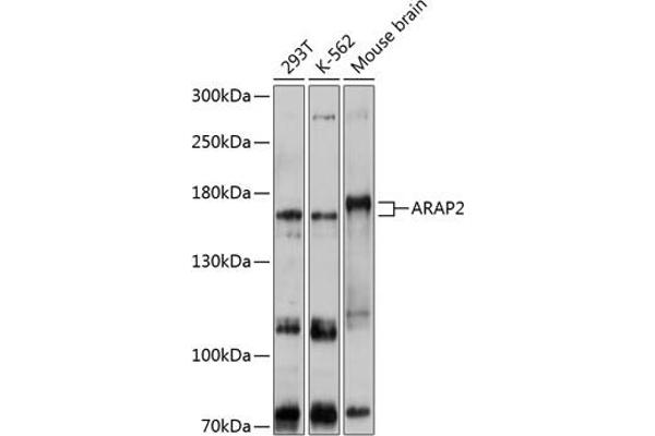 ARAP2 anticorps  (AA 1405-1704)