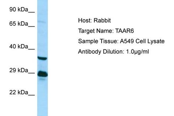 TAAR6 anticorps  (C-Term)