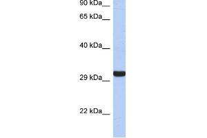 WB Suggested Anti-GZMK Antibody Titration:  0. (GZMK anticorps  (Middle Region))