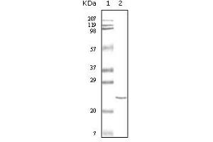 Western blot analysis using cTnI mouse mAb against truncated cTnI recombinant protein. (TNNI3 anticorps)