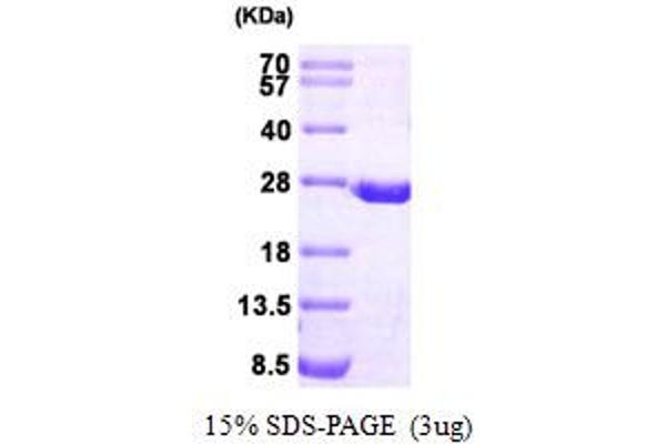 Dihydrofolate Reductase Protein (DHFR) (AA 1-187) (His tag)