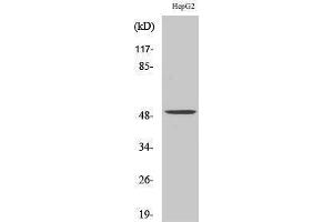 Western Blotting (WB) image for anti-Phenylalanine Hydroxylase (C-Term) antibody (ABIN3186311) (Phenylalanine Hydroxylase anticorps  (C-Term))