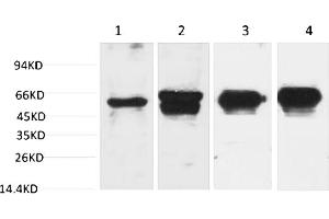 Western blot analysis of 1) Hela, 2) 293T, 3) Mouse Brain Tissue, 4) Rat Brain Tissue with c-Fos Mouse mAb diluted at 1:2000. (c-FOS anticorps)