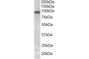 Western Blotting (WB) image for anti-Forkhead Box O3 (FOXO3) (C-Term) antibody (ABIN2465213) (FOXO3 anticorps  (C-Term))