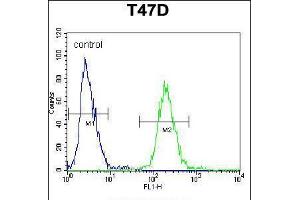 Flow cytometric analysis of T47D cells (right histogram) compared to a negative control cell (left histogram). (Fibrinogen beta Chain anticorps  (N-Term))