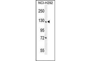 Western blot analysis of DDX60L Antibody (C-term) in NCI-H292 cell line lysates (35ug/lane). (DDX60L anticorps  (C-Term))
