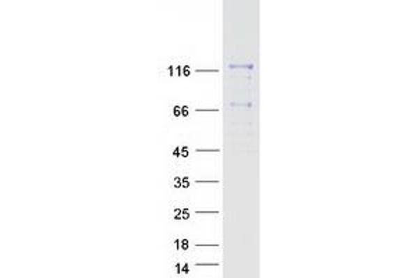 MAN2B2 Protein (Myc-DYKDDDDK Tag)