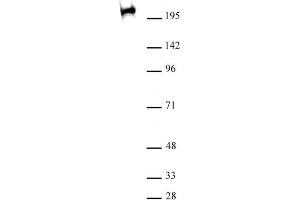 RNA pol II CTD Ser2ph / Ser5ph antibody (mAb) (Clone 1A12G10) tested by Western blot. (RNA Pol II CTD Ser2ph / Ser5ph (pSer2), (pSer5) anticorps)