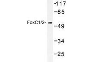 Western blot analysis of FoxC1/2 antibody in extracts from RAW264. (FOXC1 anticorps)