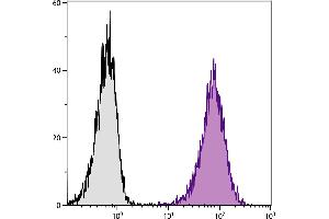 DBA/2 mouse mastocytoma cell line P815 and mB7. (CD80 anticorps  (APC))