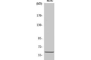 Western Blot (WB) analysis of HuvEc cells using Akt1 Polyclonal Antibody. (AKT1 anticorps  (Ser134))