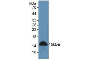 Western blot analysis of Rat Intestine Tissue. (REG3g anticorps  (AA 33-147))