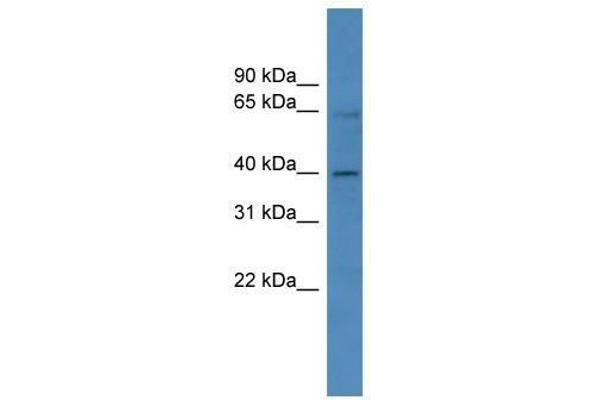 ZNF579 anticorps  (C-Term)