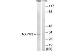 Western Blotting (WB) image for anti-Neurexophilin 3 (NXPH3) (AA 158-207) antibody (ABIN2890454) (NXPH3 anticorps  (AA 158-207))