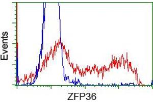 HEK293T cells transfected with either pCMV6-ENTRY ZFP36 (RC202049) (Red) or empty vector control plasmid (Blue) were immunostained with anti-ZFP36 mouse monoclonal (ABIN2453799), and then analyzed by flow cytometry. (ZFP36 anticorps)