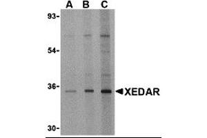Western Blotting (WB) image for anti-Ectodysplasin A2 Receptor (EDA2R) antibody (ABIN1031745) (Ectodysplasin A2 Receptor anticorps)