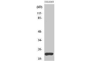 Western Blotting (WB) image for anti-Tumor Necrosis Factor (Ligand) Superfamily, Member 15 (TNFSF15) (C-Term) antibody (ABIN3177918) (TNFSF15 anticorps  (C-Term))