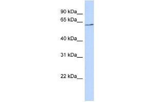 BTNL9 antibody used at 1 ug/ml to detect target protein. (BTNL9 anticorps  (N-Term))