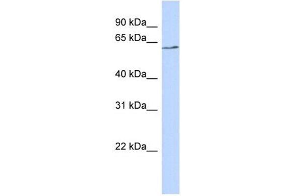 BTNL9 anticorps  (N-Term)