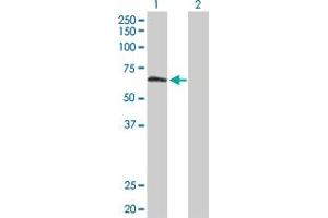 Western Blot analysis of TULP2 expression in transfected 293T cell line by TULP2 MaxPab polyclonal antibody. (TULP2 anticorps  (AA 1-520))