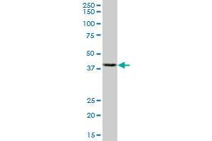 ACTB monoclonal antibody (M01A), clone 3G4-F9. (beta Actin anticorps  (AA 1-375))