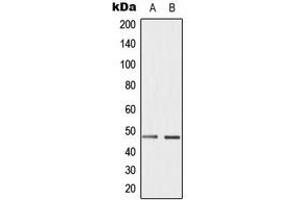 Western blot analysis of Cyclin E1 (pT395) expression in HepG2 (A), JAR (B) whole cell lysates. (Cyclin E1 anticorps  (C-Term, pSer395))