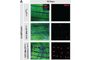 Systemic hormetic responses from muscle-specific DNA damage. (Histone H2A Variant (HIS2AV) (Internal Region), (pSer137) anticorps)